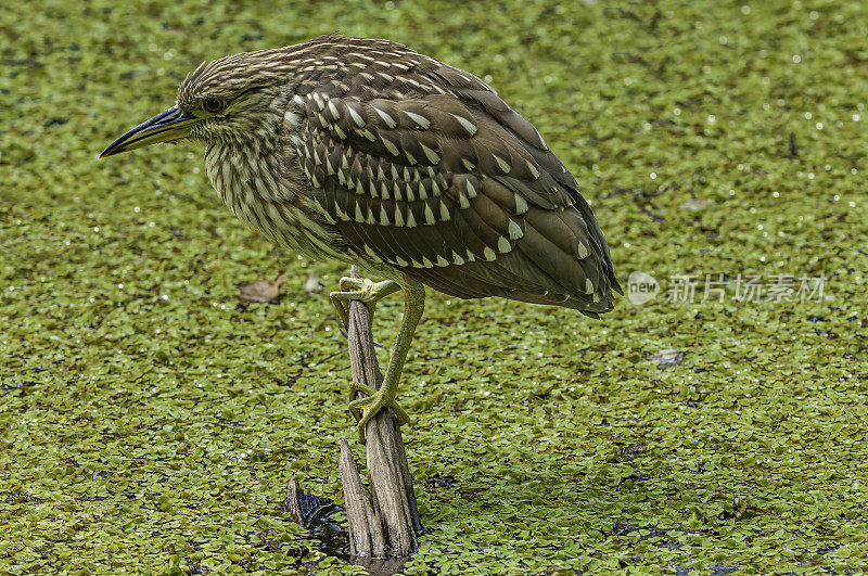 黑冠夜鹭;Nycticorax Nycticorax;佛罗里达奥杜邦保护区，螺旋沼泽。捕鱼的少年。